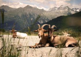 Ziegen am unteren Bockhartsee.