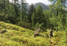 Langsam lichtet sich der Wald