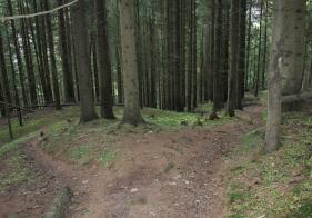 Nun gehts im Wald weiter