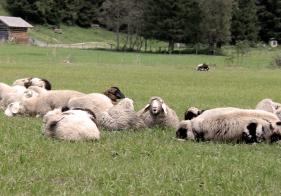 Neben Alpakas, Ziegen und Ponys findet man auch Schafe im Kötschachtal