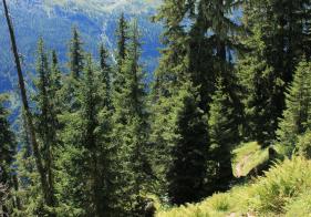 Der Böcksteiner Höhenweg führt angenehm bergab