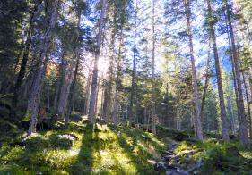 Bald wandern wir durch schöne Wälder