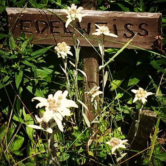 ... bring me #Edelweiss | #Poserhöhe #BadGastein