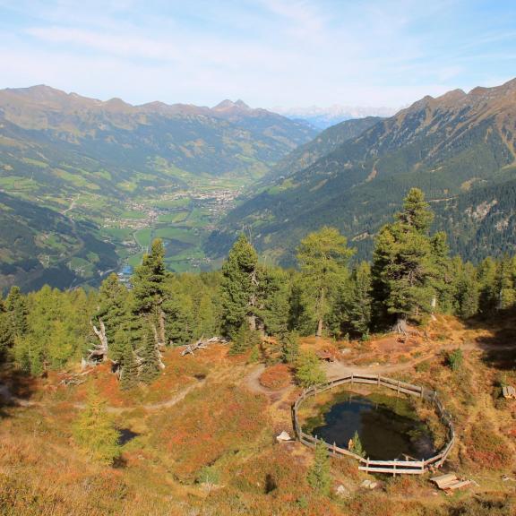 Der Zirbenweg am Graukogel