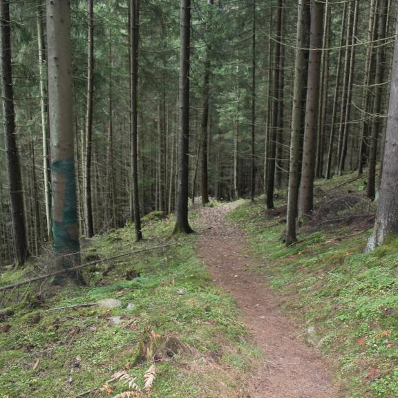 Der Trail ist flowig zu befahren